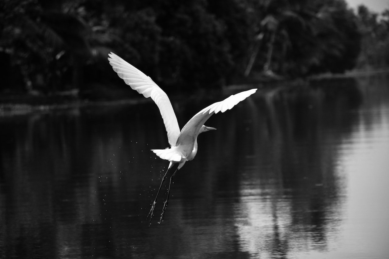 The Magic of Black and White Photography: A Study in Contrast